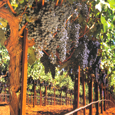 Grapevine Flavor