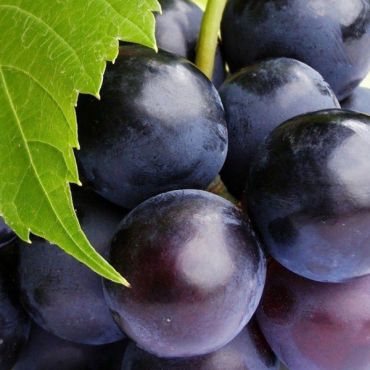 Grape Flavor