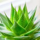 Aloe Vera Flavor